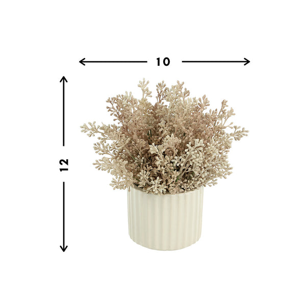 Seeded Eucalyptus in White Pot