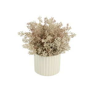 Seeded Eucalyptus in White Pot